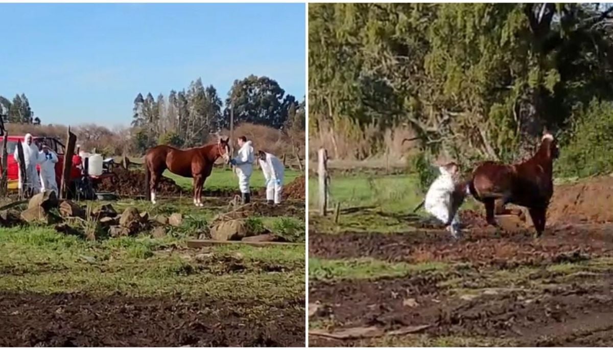 IMÁGENES SENSIBLES: SAG explica sacrificio de caballo y apunta a enfermedad altamente contagiosa