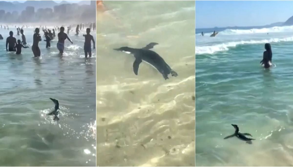 VIDEO | Pingüino magallánico fue grabado nadando en Río de Janeiro