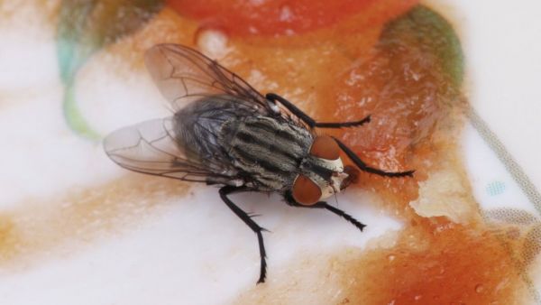 Mosca arriba de comida