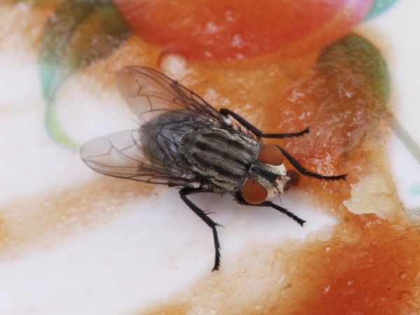 Mosca arriba de comida