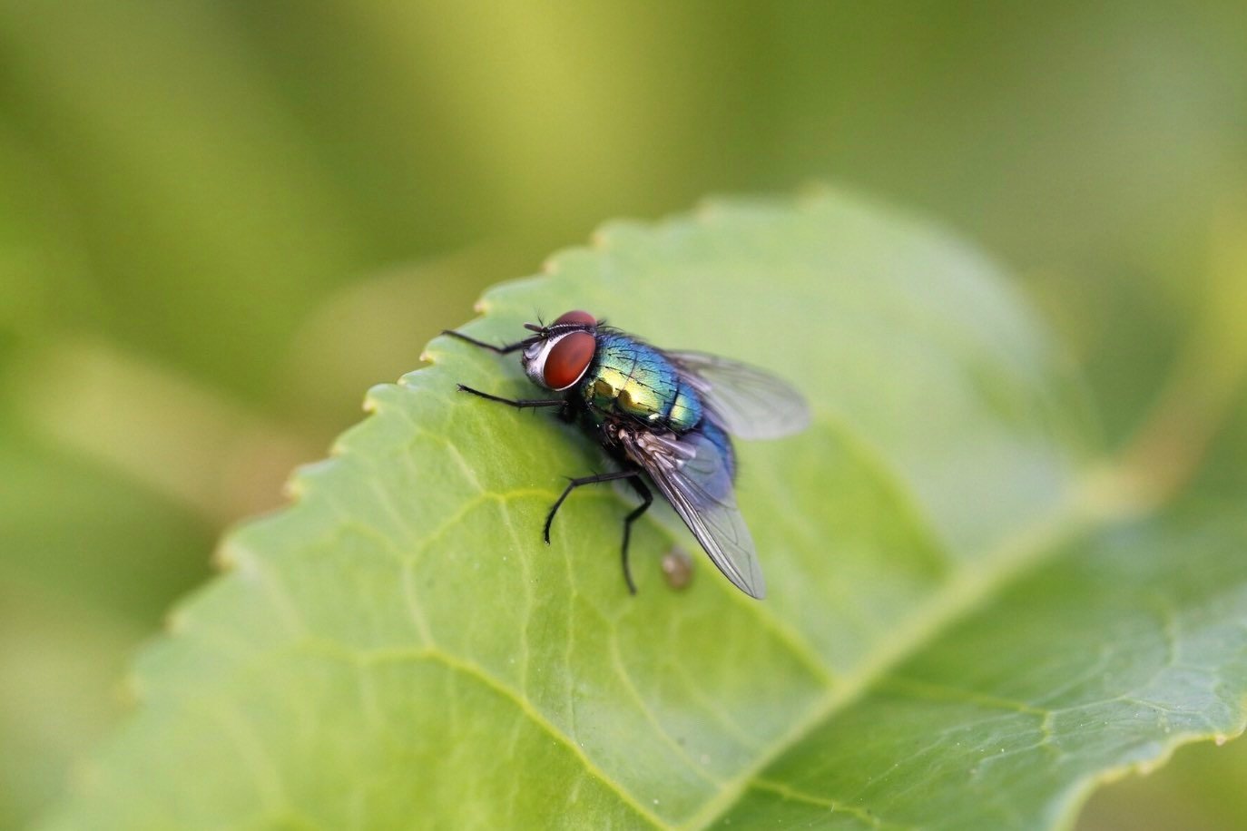 Mosca