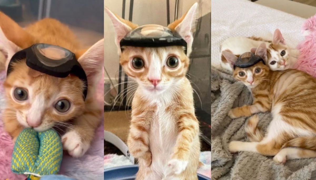La tierna y viral historia de Otter, el gatito discapacitado que usó un casco para sobrevivir