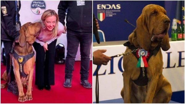 Bruno, el perro de rescate, junto a primera ministra Meloni