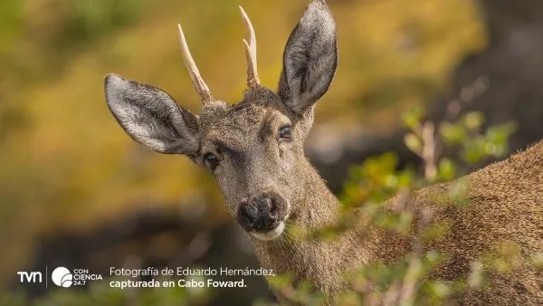 Huemules en Chile, en Cabo Froward.