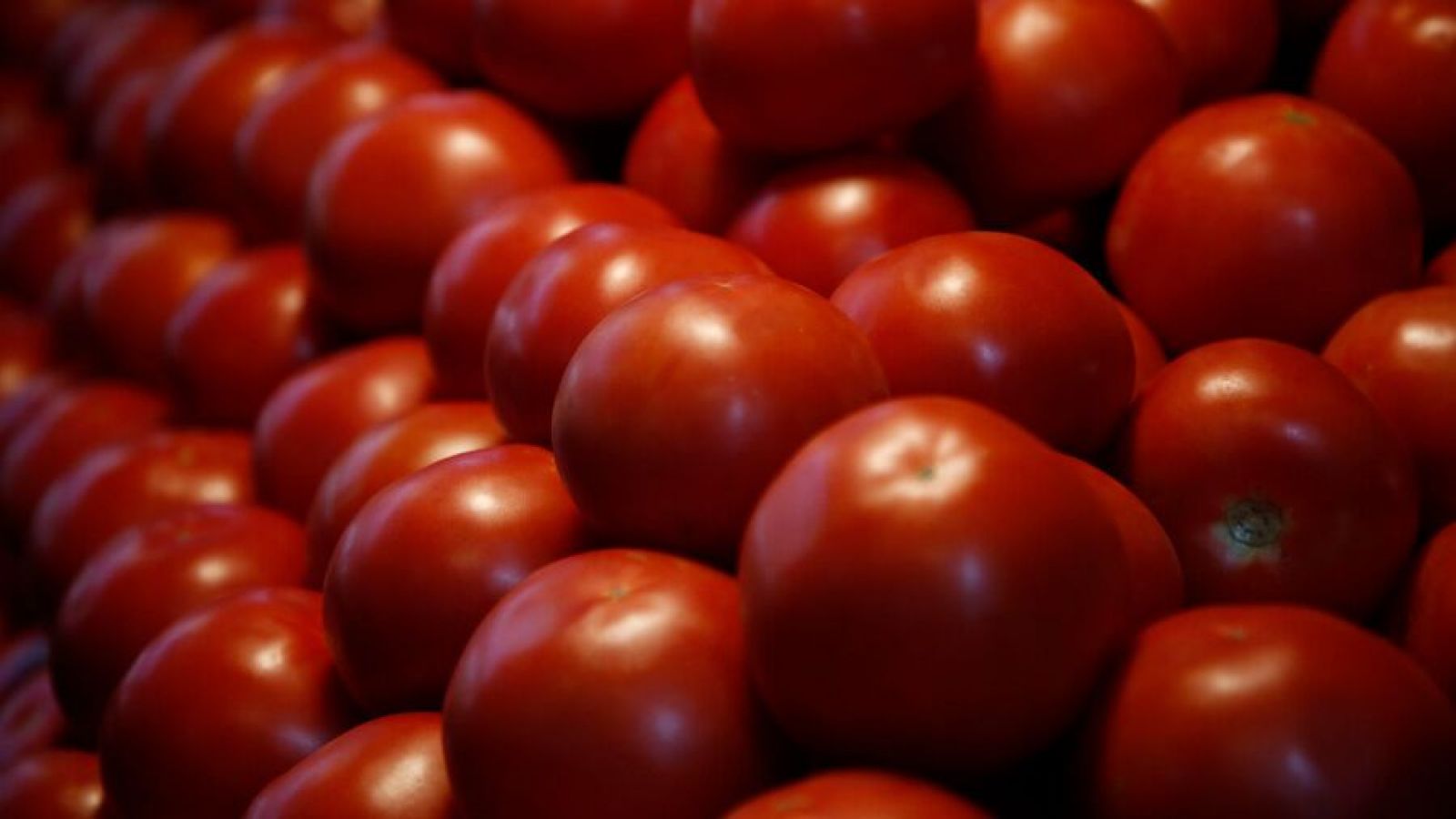 Tomates