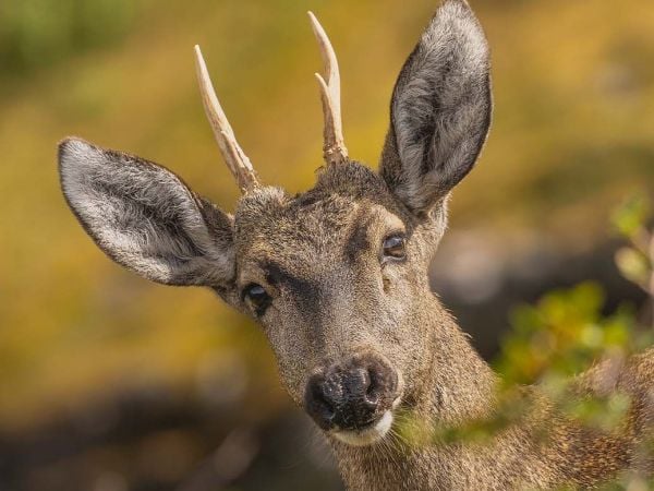 Huemules en Chile, en Cabo Froward.