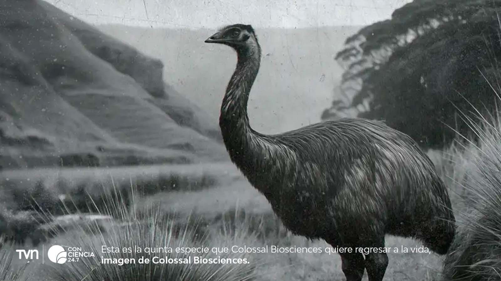 Imagen del moa en el proyecto de desextinción liderado por Colossal Biosciences.