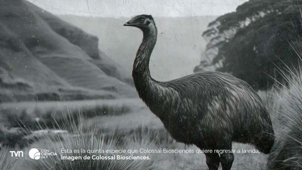 Imagen del moa en el proyecto de desextinción liderado por Colossal Biosciences.