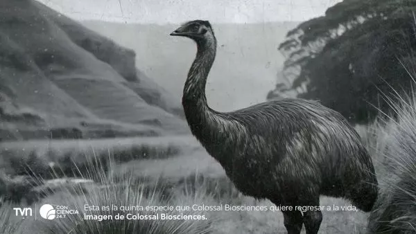 Imagen del moa en el proyecto de desextinción liderado por Colossal Biosciences.