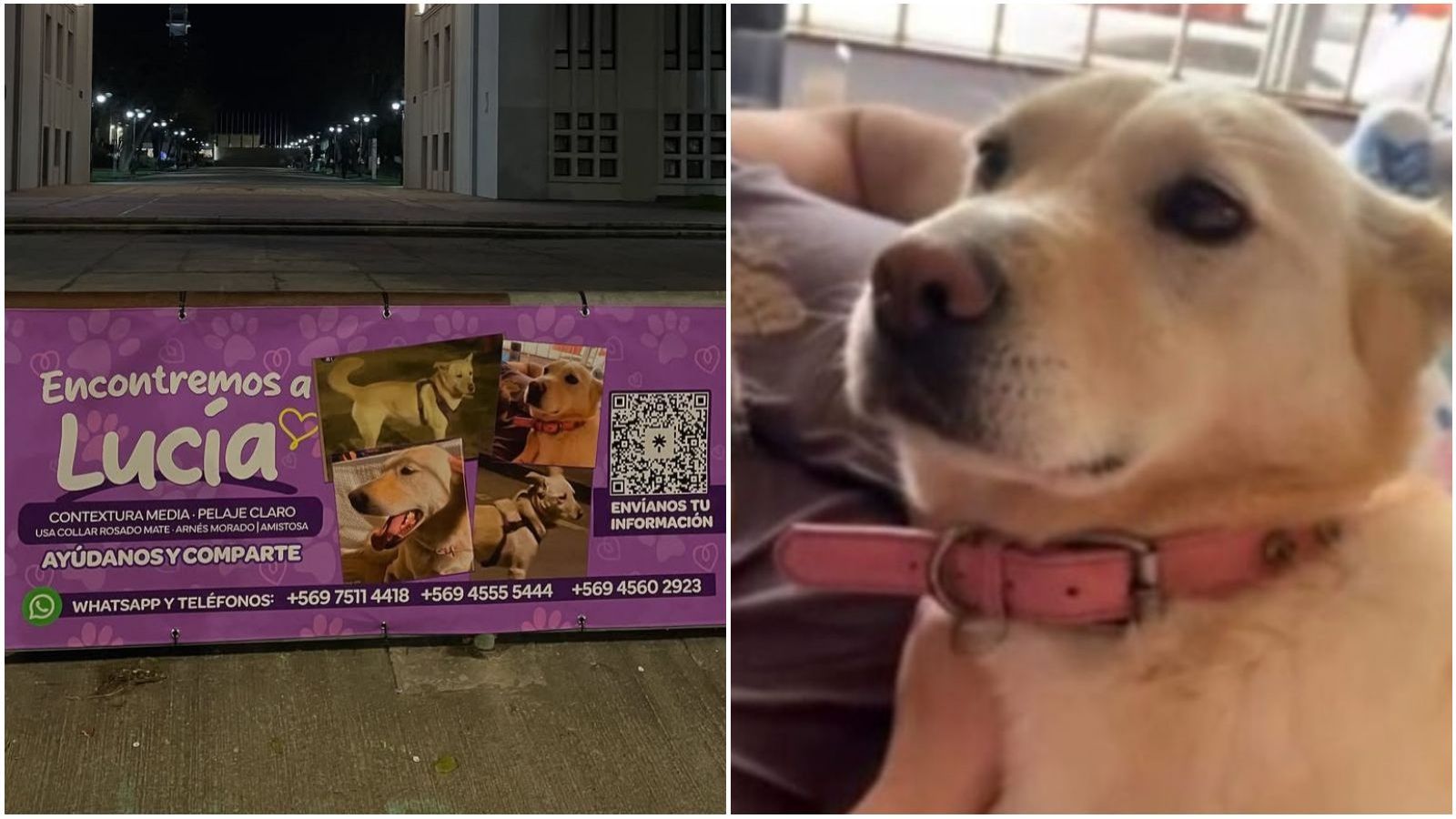 lucía, perro extraviado