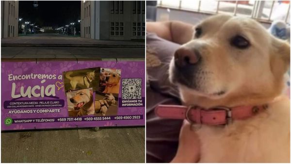 lucía, perro extraviado