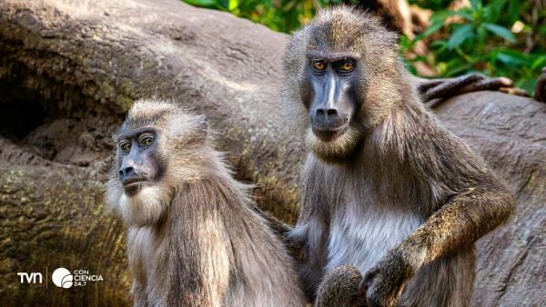 Grupo de primates interactuando en su hábitat natural, ilustrando la complejidad de las relaciones sociales y la dominancia entre machos y hembras.