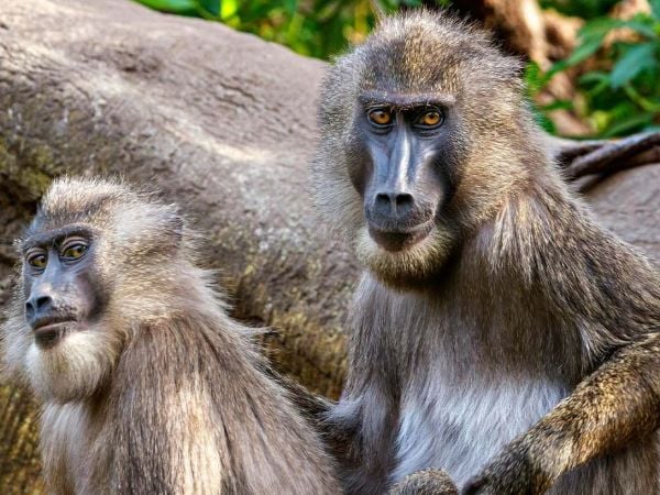 Grupo de primates interactuando en su hábitat natural, ilustrando la complejidad de las relaciones sociales y la dominancia entre machos y hembras.