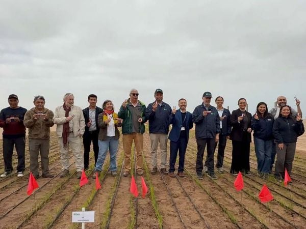 Investigadores del INIA revisan plantaciones de arroz Jaspe FL INIA en la parcela experimental de Pampa Concordia, Arica y Parinacota, bajo cielo despejado.