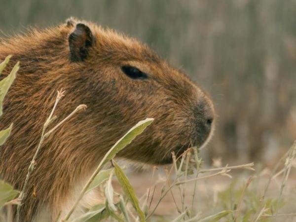 Capibara