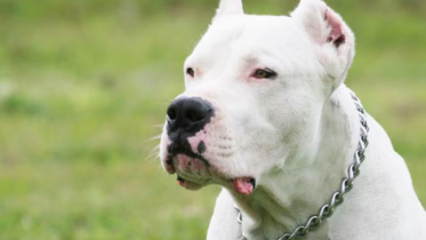 Mujer muere tras violento ataque de su propio perro