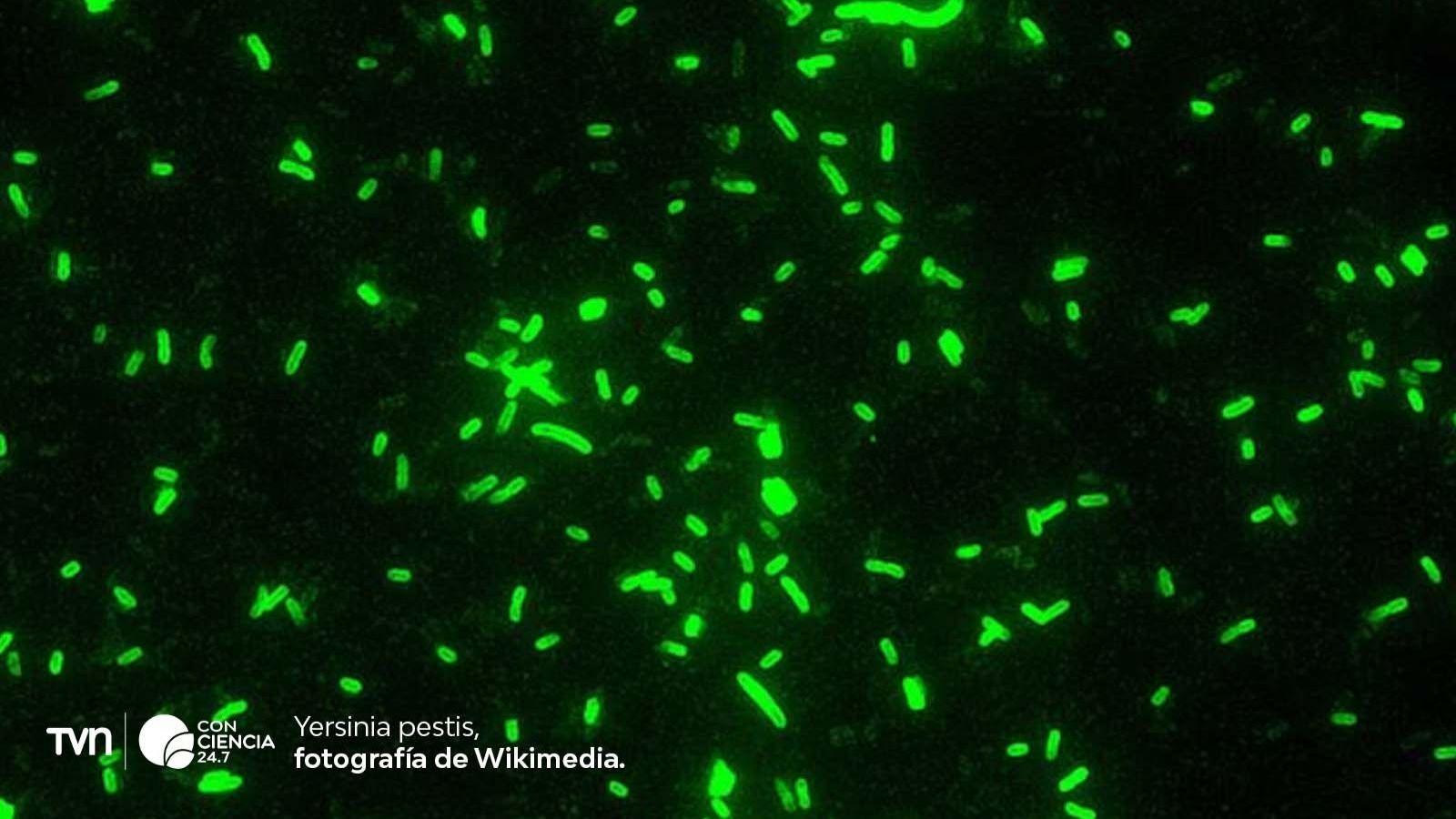 Yersina Pestis.