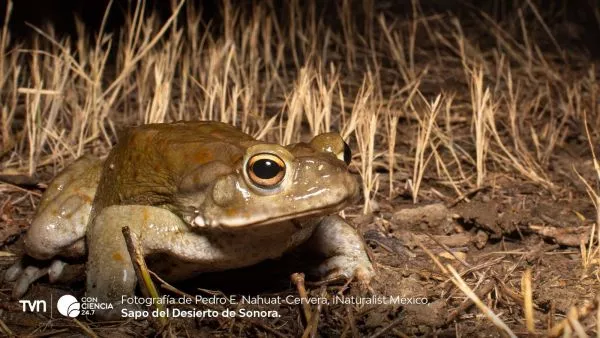 Sapo del Desierto de Sonora.