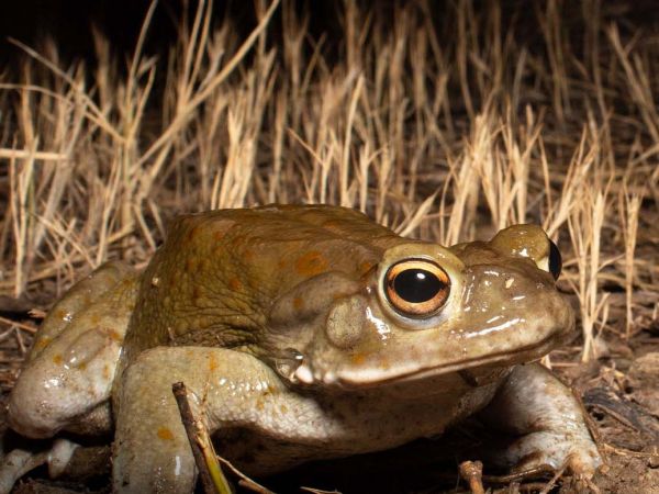 Sapo del Desierto de Sonora.