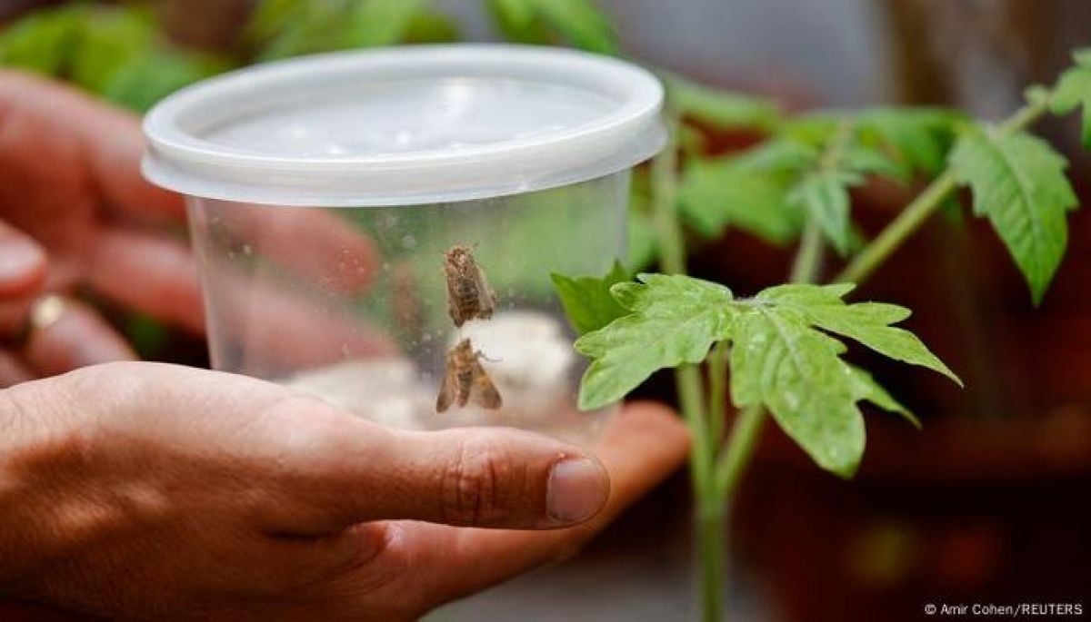 Científicos descubren que cuando las plantas 