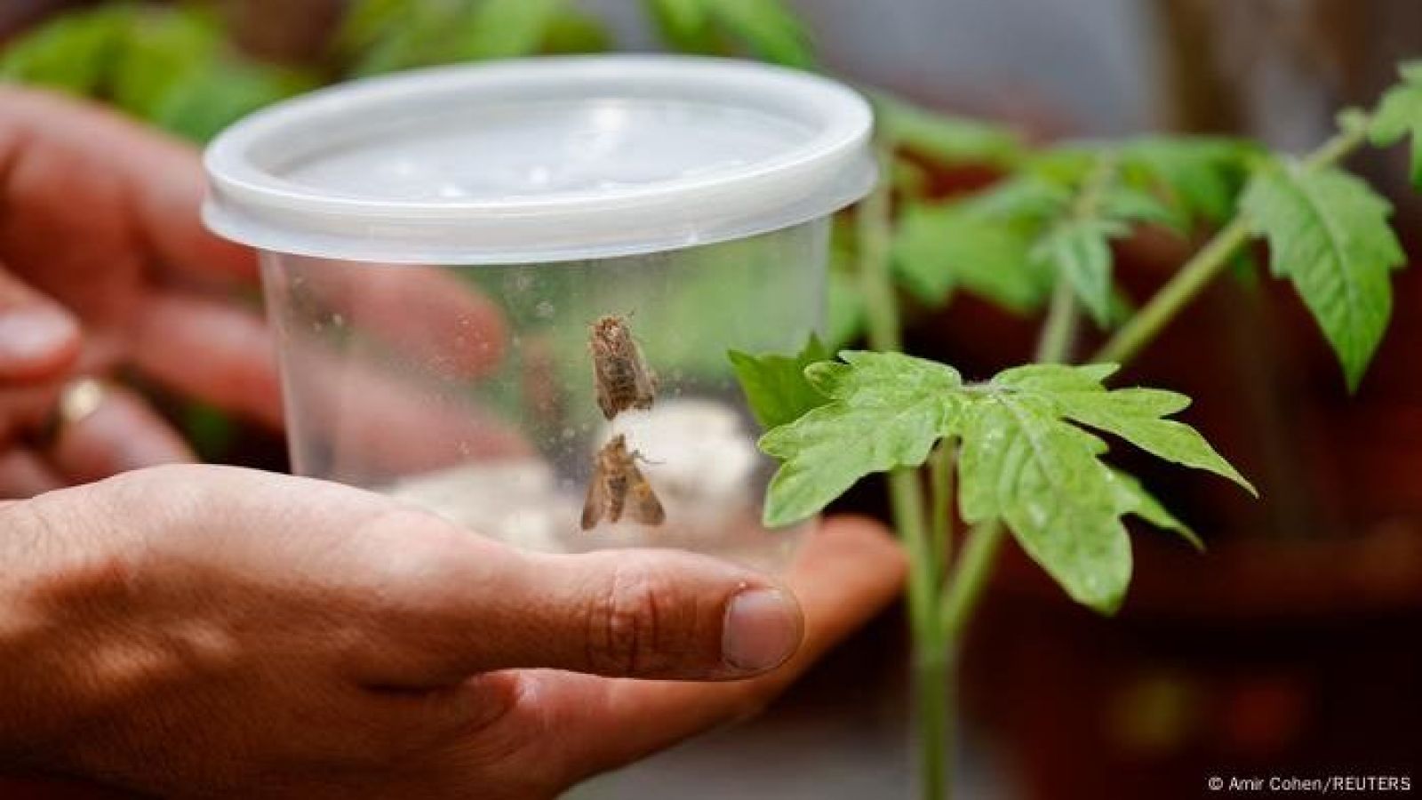 Frasco con polillas junto a plantas.