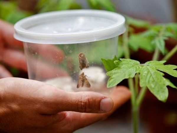 Frasco con polillas junto a plantas.