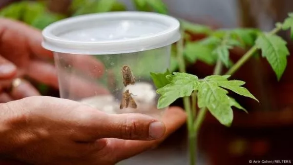 Frasco con polillas junto a plantas.