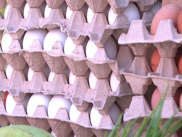 Preocupación por alto ingreso de huevos de contrabando