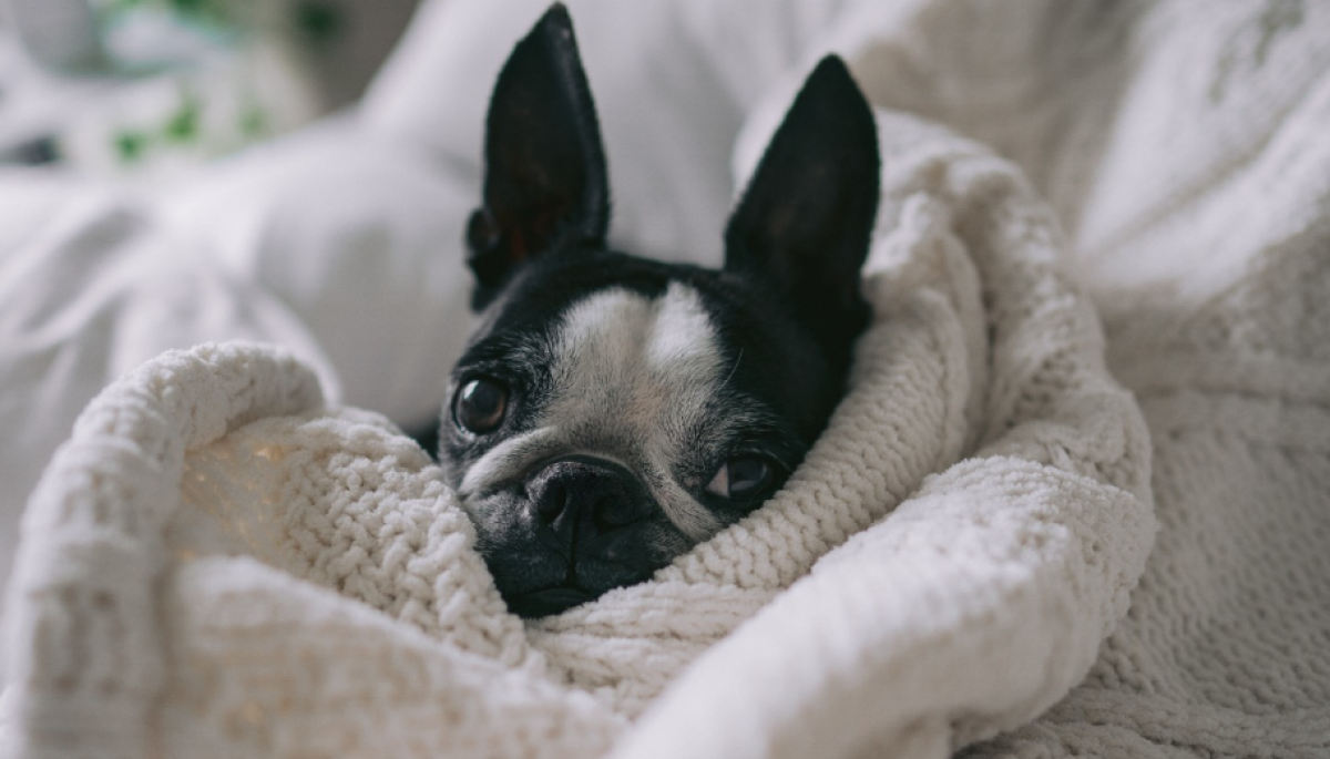 ¿Dentro o fuera de la casa? Experto revela dónde debe dormir la mascota en invierno