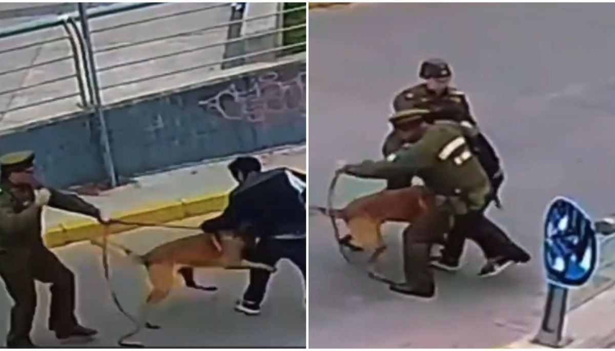 Jack, el superhéroe: perro de Carabineros detiene a ladrón de bicicleta en Curicó