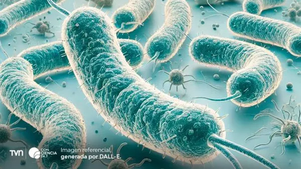 Ilustración científica de bacterias intestinales vinculadas a enfermedades cardiovasculares.
