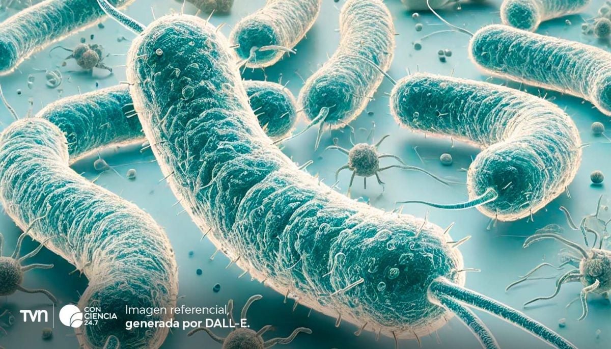 Una molécula intestinal podría revolucionar el tratamiento de enfermedades cardíacas