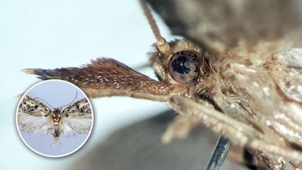 Nuevas especies de mariposas