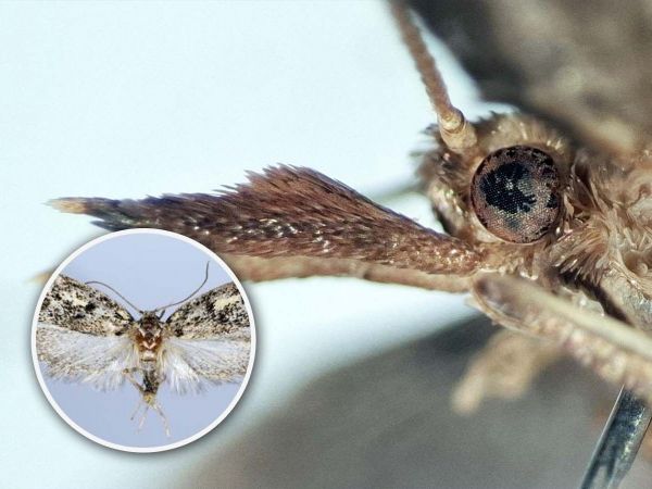 Nuevas especies de mariposas