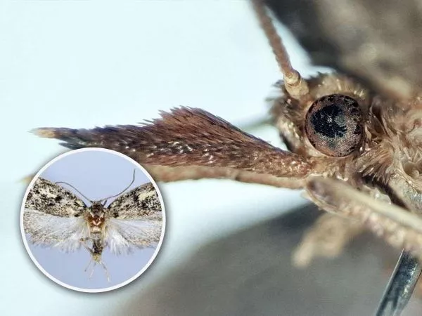 Nuevas especies de mariposas