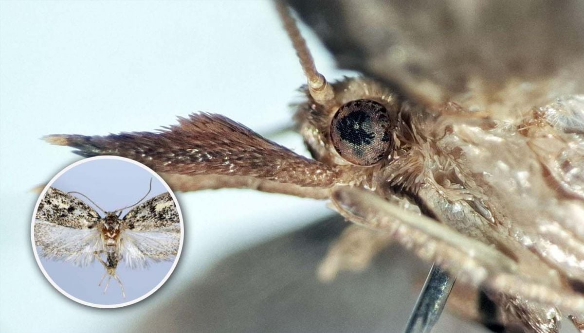 Una de ellas en la RM: descubren tres nuevas especies de mariposas en Chile