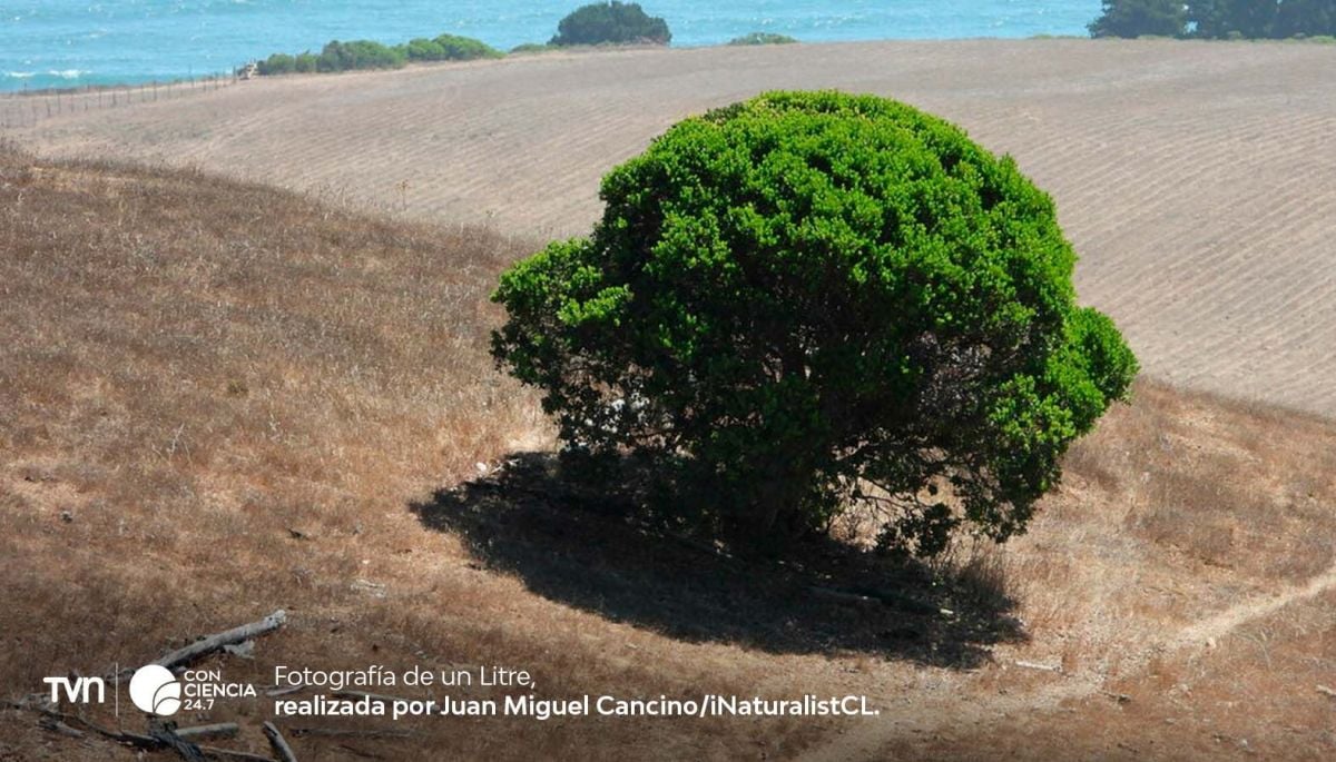Quillay, peumo y litre: los árboles más afectados por la sequía según estudio de bosques nativos chilenos