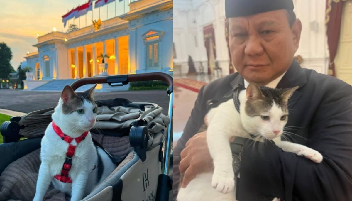 Bobby Kertanegara, el famoso gato del presidente de Indonesia, causa polémica por tener escolta personal