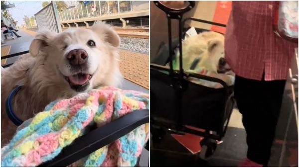 Perro con carrito en Metro.