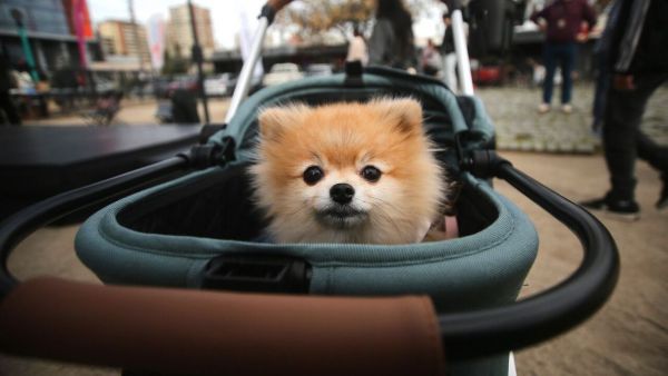 Perro en un coche por el Día del Perro.