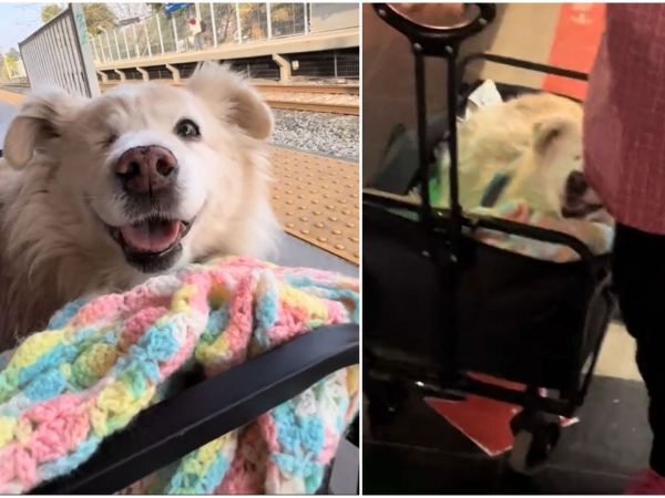 Perro con carrito en Metro.