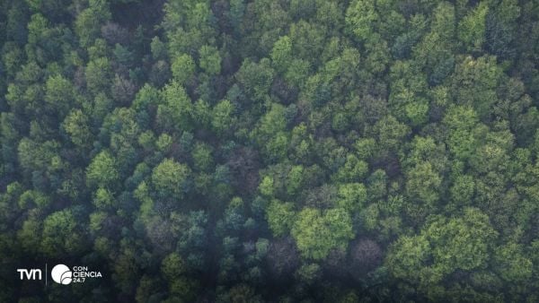 Bosques certificados por PEFC en Chile adaptados a la nueva norma europea de Deforestación Cero.