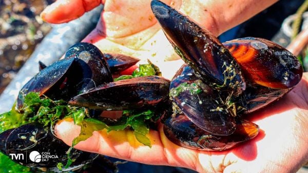 Choritos adheridos a roca en banco natural de Chiloé, base de la mitilicultura chilena.