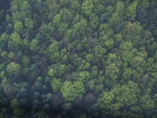 Bosques certificados por PEFC en Chile adaptados a la nueva norma europea de Deforestación Cero.