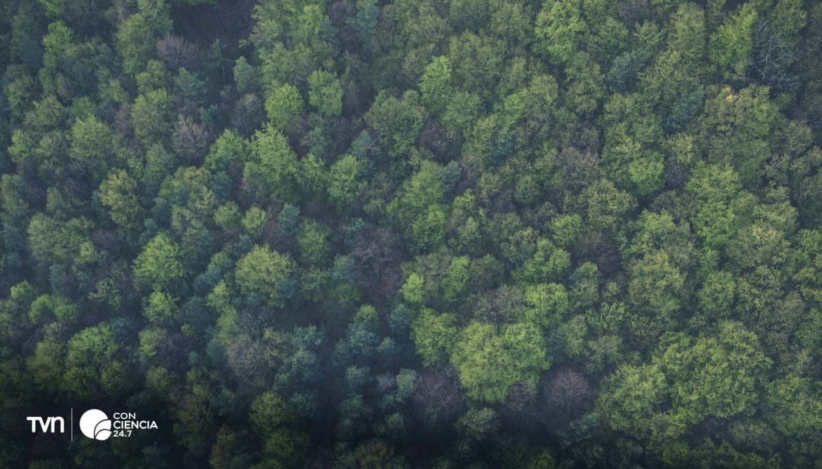 Chile toma la delantera con certificación forestal ante nueva norma europea de Deforestación Cero