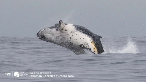 Ballena jorobada, Chile ©Greenpeace.