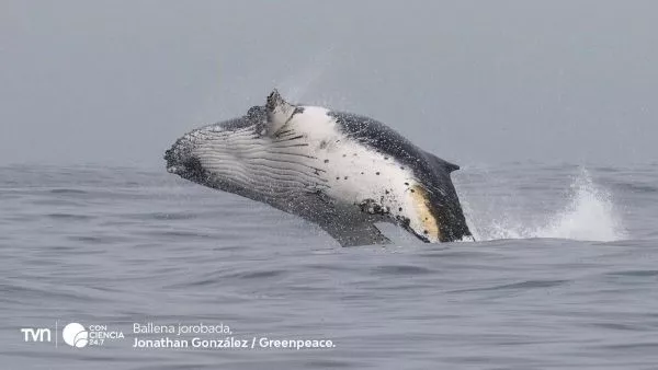 Ballena jorobada, Chile ©Greenpeace.