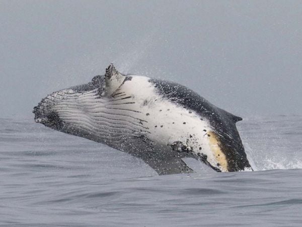 Ballena jorobada, Chile ©Greenpeace.