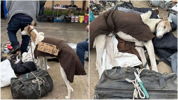 Galgo siendo vendido en la feria.