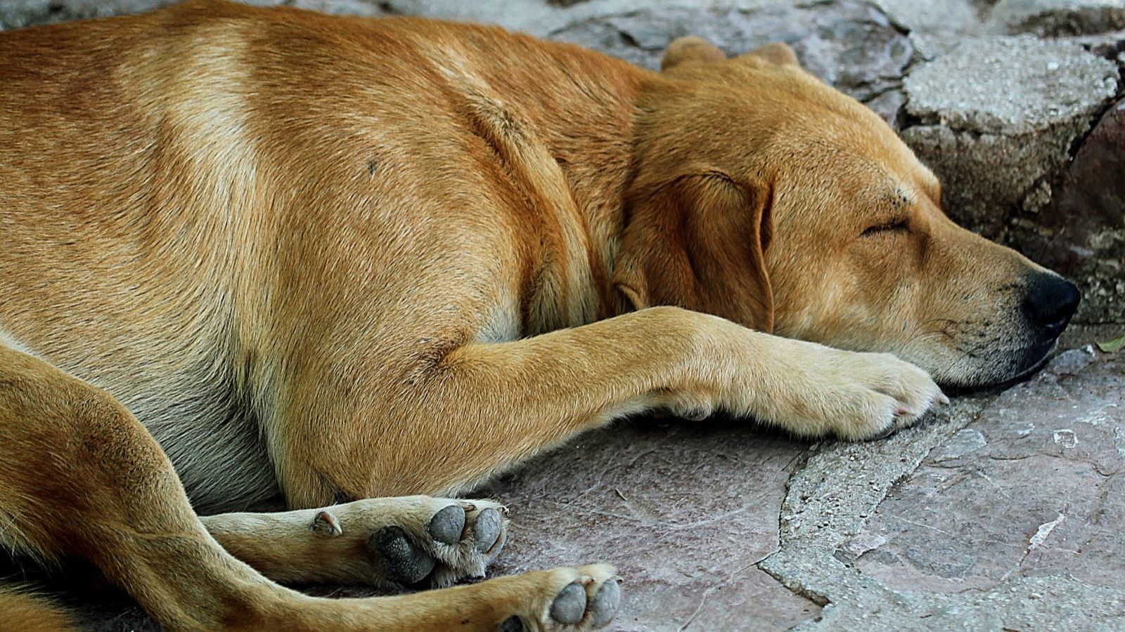 Perro color café claro durmiendo en la calle